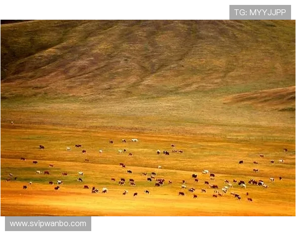 万博manbetx网址用户评价与反馈，真实玩家分享平台体验与建议